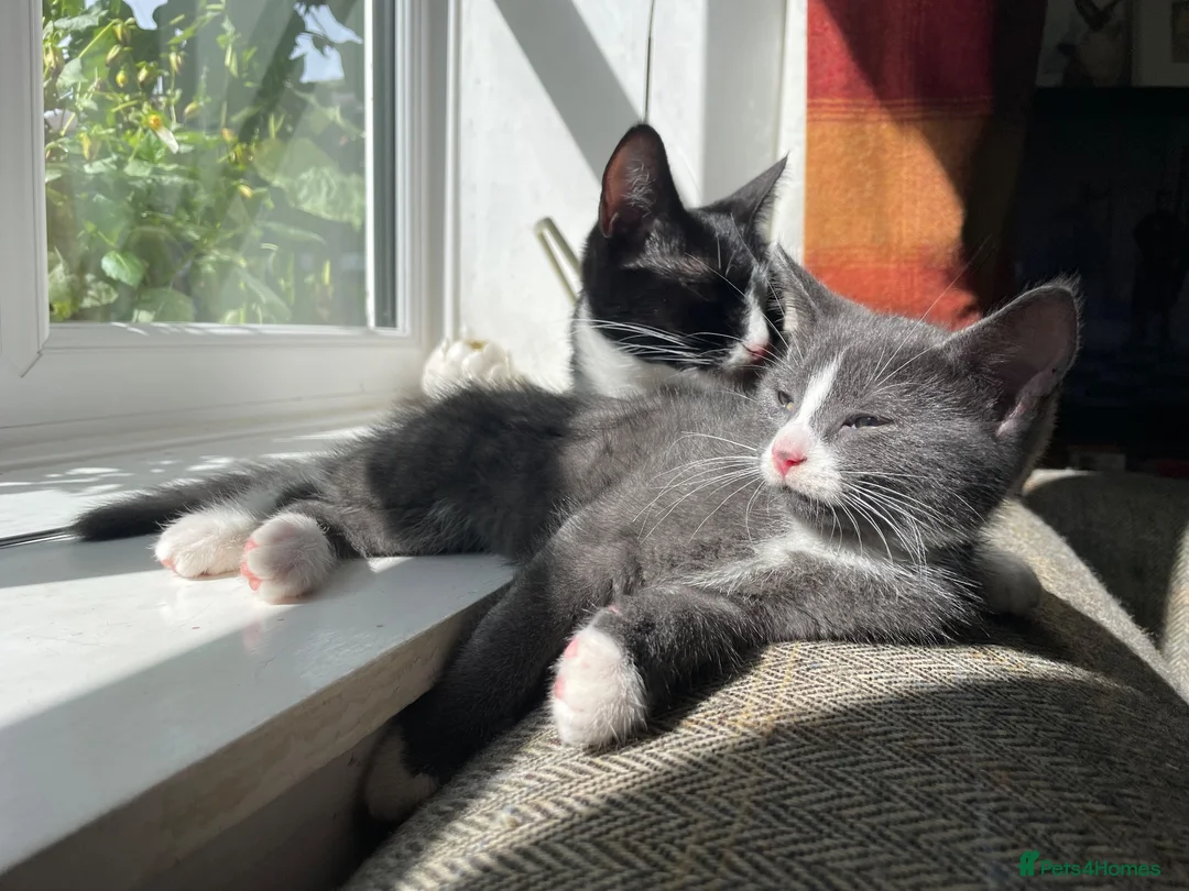 Ragdoll cats for sale: Mum Ragdoll X Dad British blu X - Advert 2