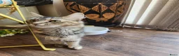Maine Coon cats for sale: REDUCED due to buyer let down   Ginger girl  - Advert 18