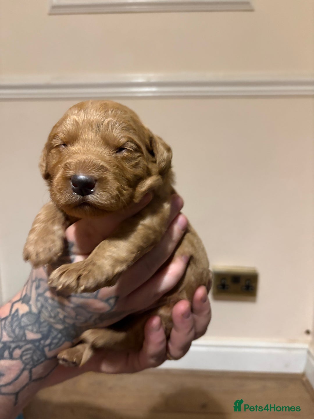 Labradoodle dogs for sale: Beautiful F1 Labradoodles - Advert 6