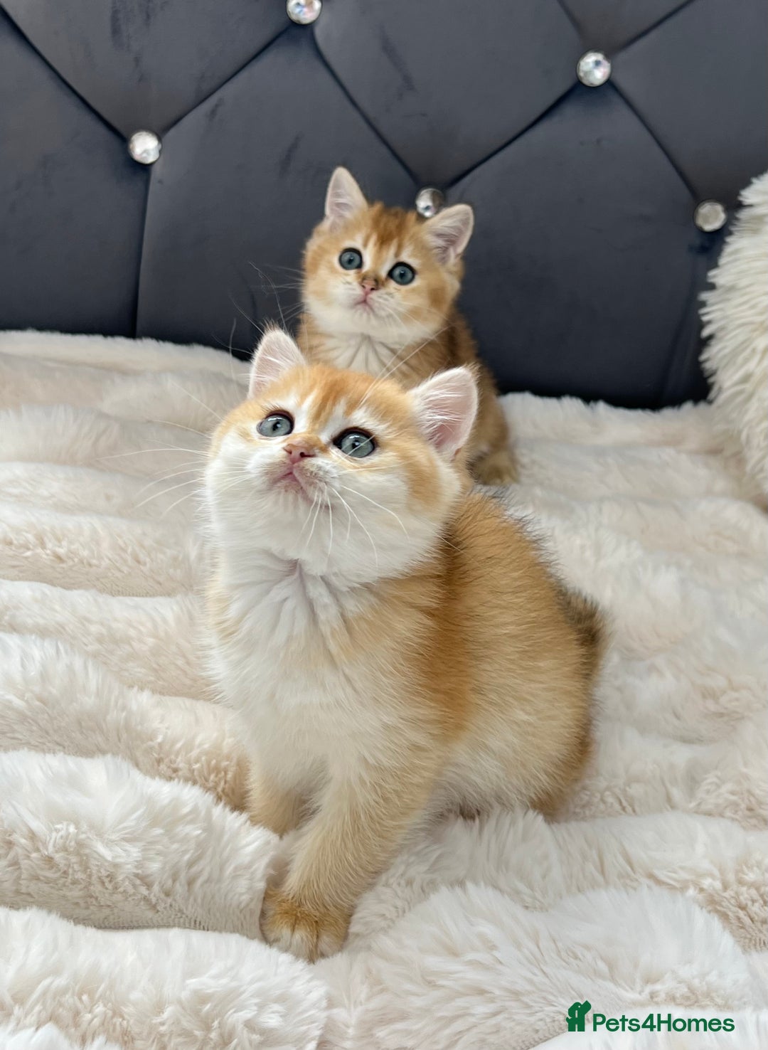 British Shorthair cats for sale: Ready to go Golden BSH Kittens Champ line  in March - Image 13