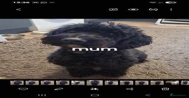 Cockapoo dogs - Advert 1