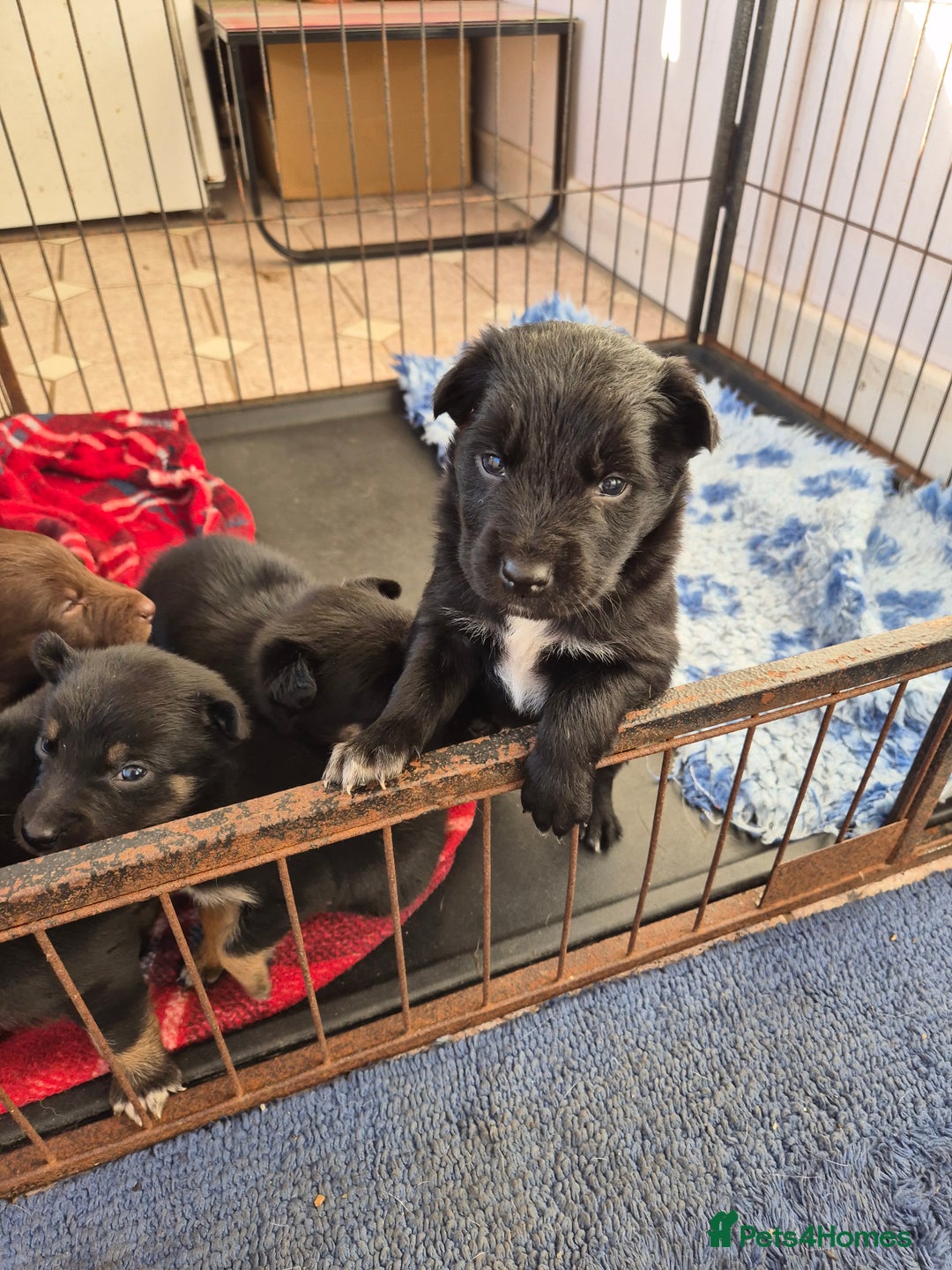 Mixed Breed dogs for sale: Kelpie cross collie pups.  - Advert 5