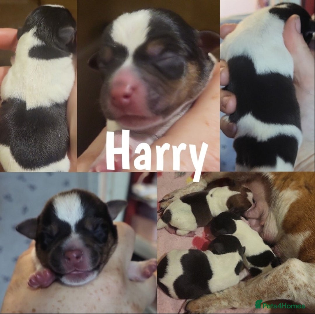 Jack Russell dogs for sale: minature jack russell puppies - Image 7