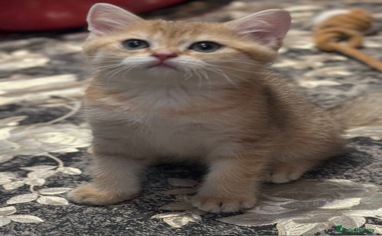 British Shorthair cats in Hayes - Advert 4