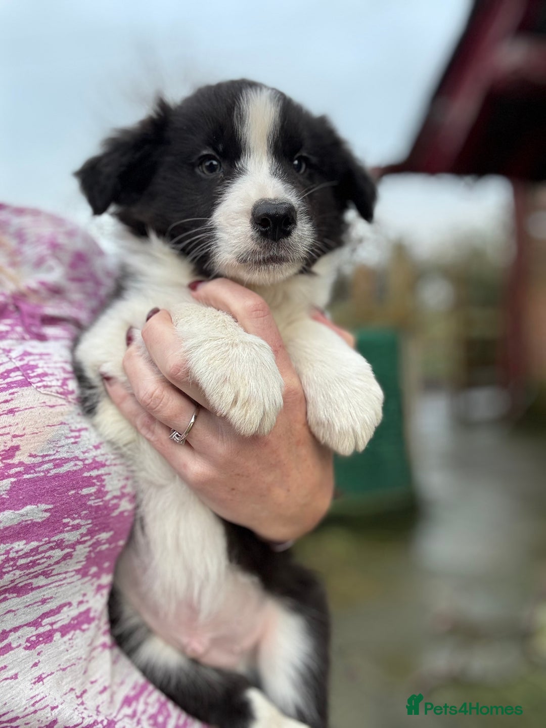 Border Collie dogs for sale: Pure Bred Border Collie Puppies For Sale - Advert 7