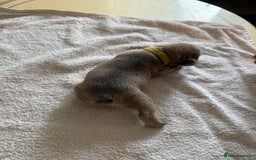 French Bulldog dogs for sale: French Bulldog Puppies 3 Male 4 Female  - Image 34