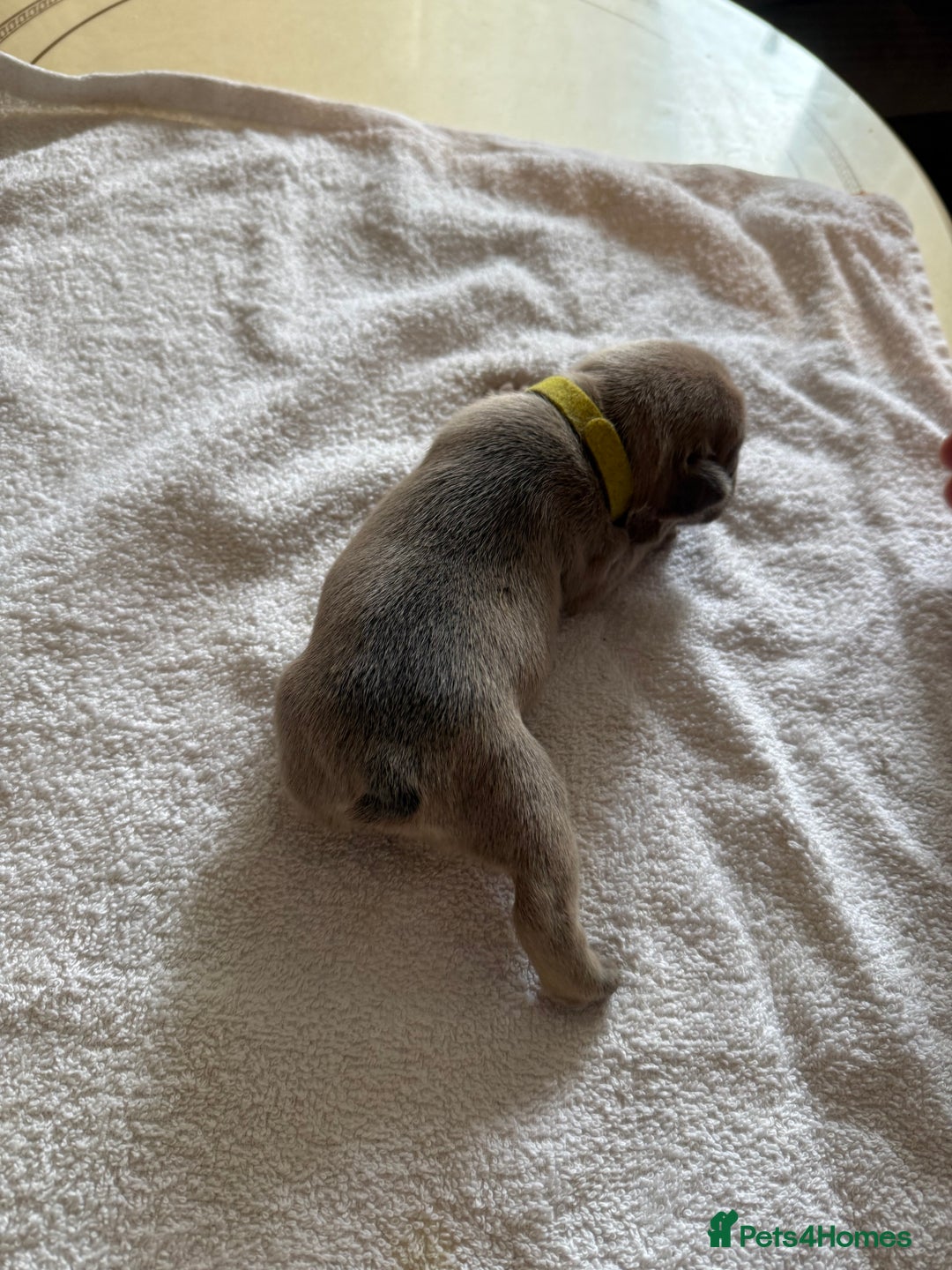 French Bulldog dogs for sale: French Bulldog Puppies 3 Male 4 Female  - Image 34