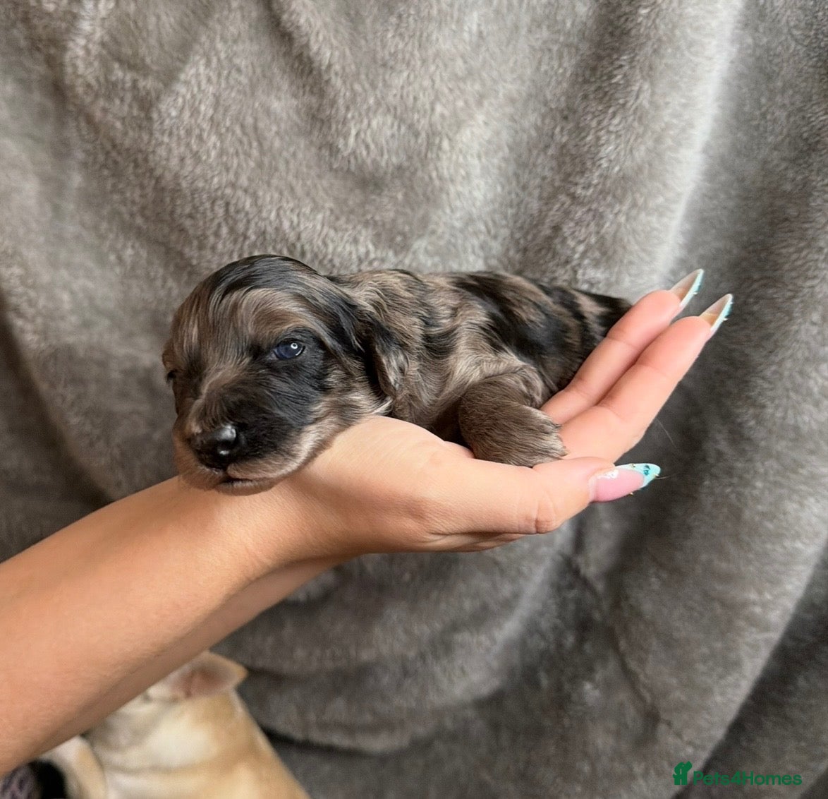 Cockapoo dogs Exceptional merle cockapoo puppies for sale - Advert 1