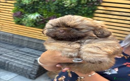 Shih Tzu dogs for sale: Imperial shihtzu - Image 8