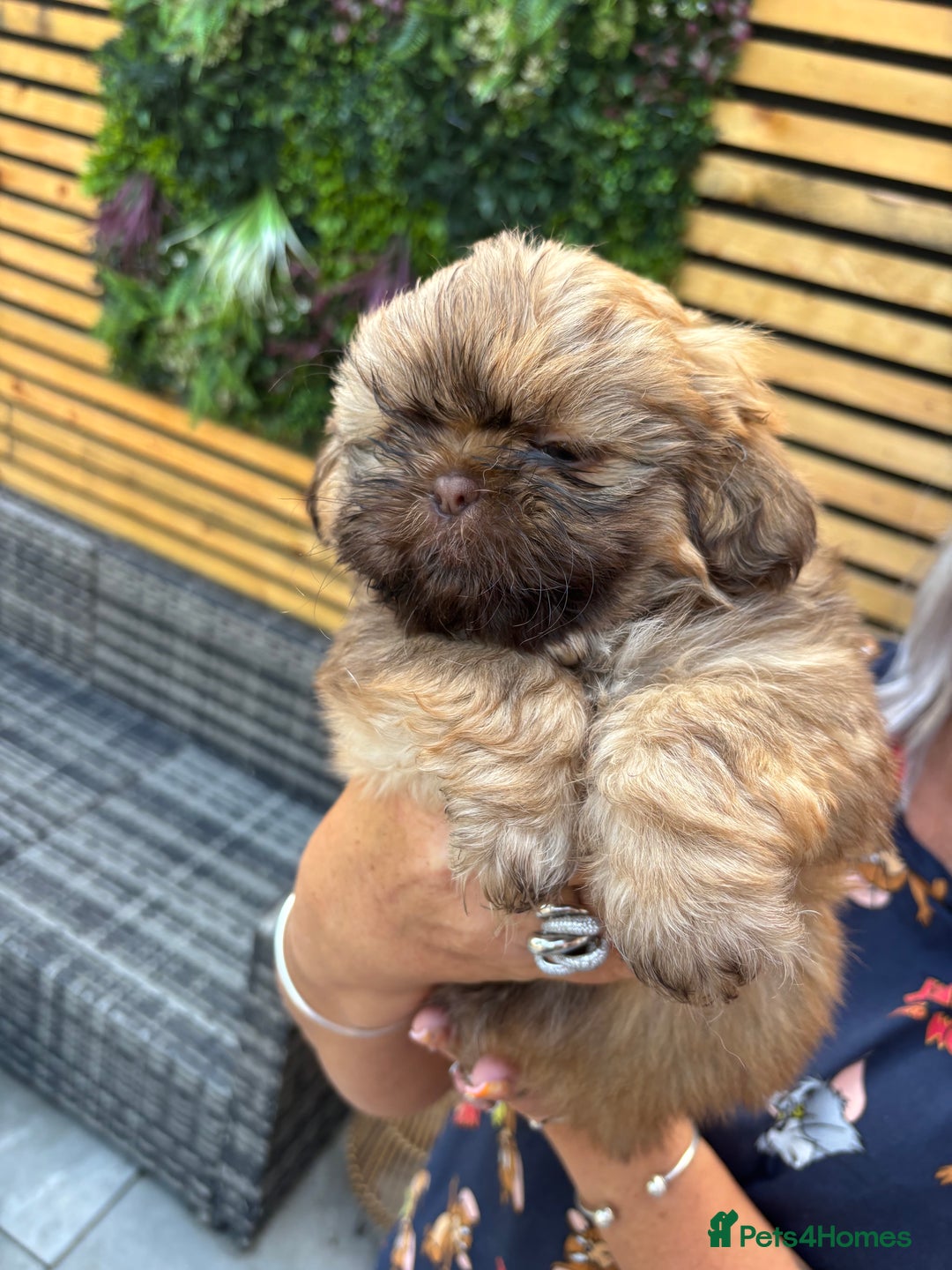 Shih Tzu dogs for sale: Imperial shihtzu - Image 8