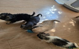 Mixed Breed dogs for sale: 6 jug x cavachon pups for sale  - Image 11