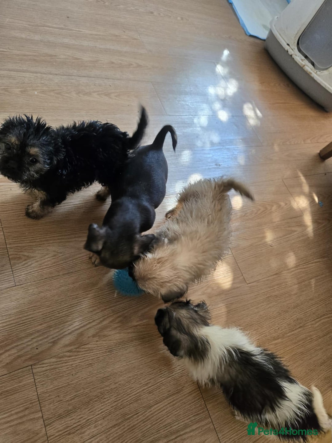 Mixed Breed dogs for sale: 6 jug x cavachon pups for sale  - Image 11