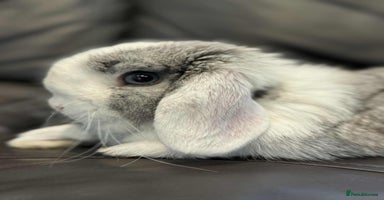 Mini Lop rabbits - Advert 6