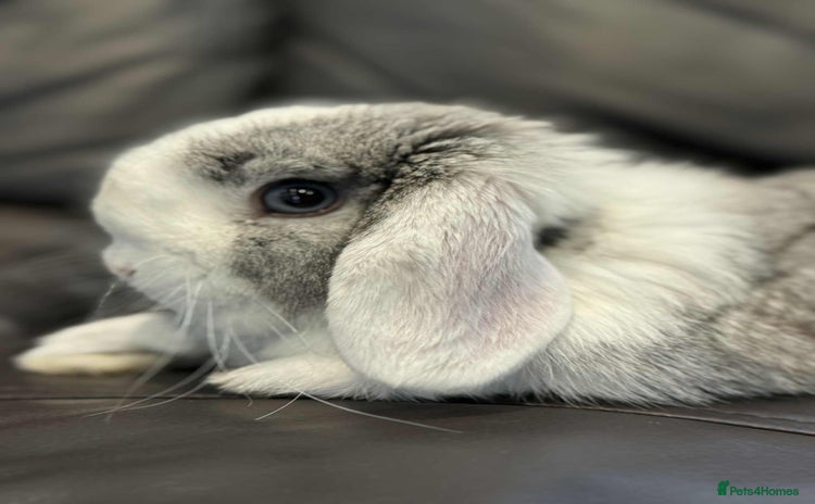 Mini Lop rabbits - Advert 2