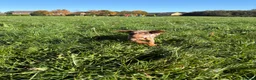 Dachshund dogs for sale: Female dachshund - Advert 4