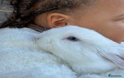 Mini Lop rabbits for sale: Mini lop bunnies  - Image 5