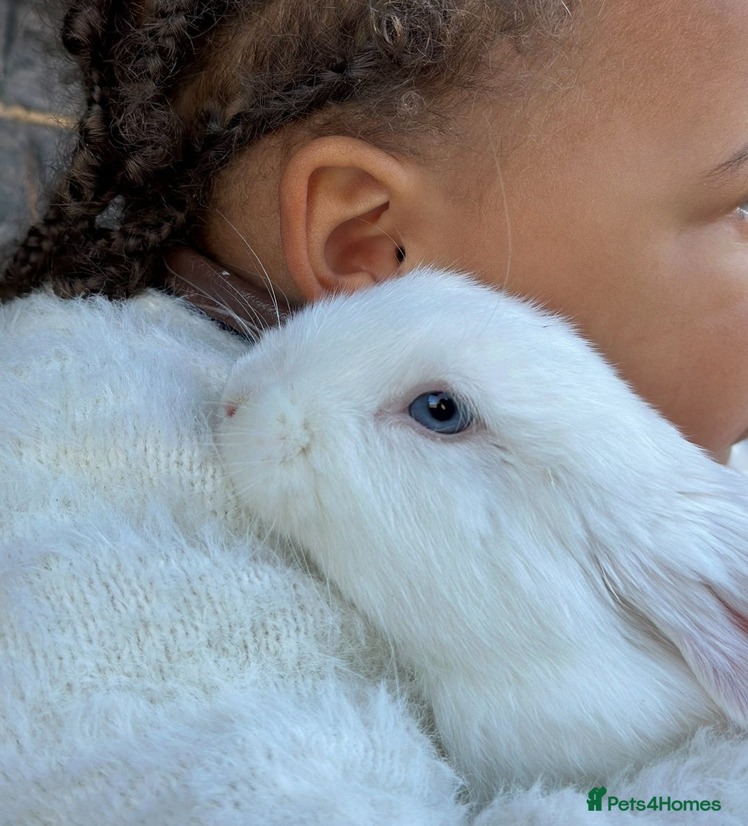 Mini Lop rabbits for sale: Mini lop bunnies  - Image 5
