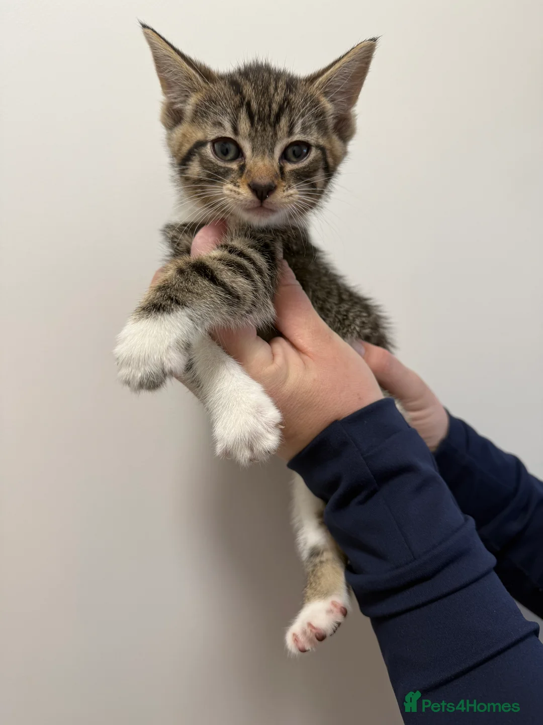 Maine Coon cats for sale: Half Maine coon kittens  - Advert 4