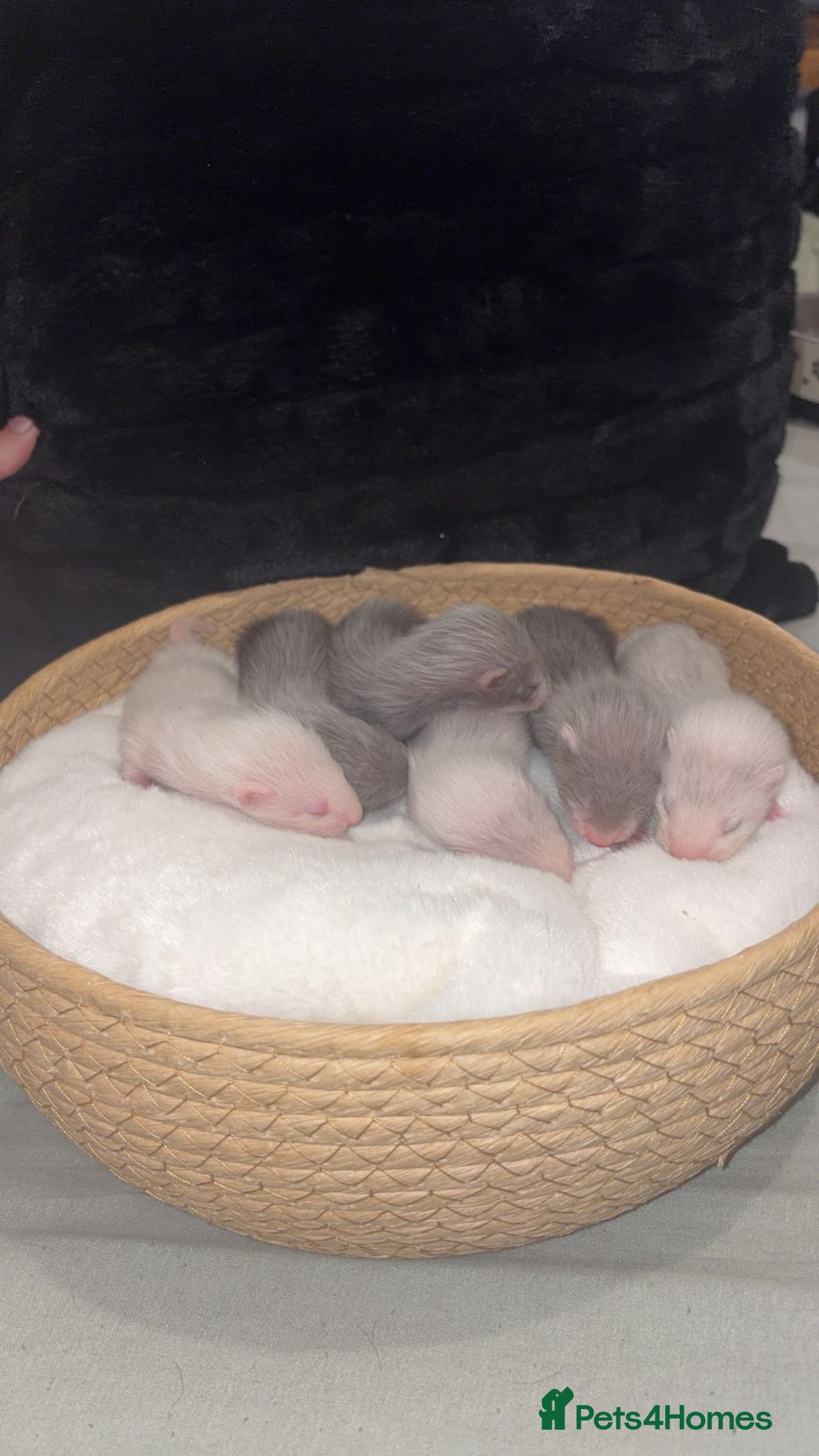 Ferret rodents ferret kits 🐾 - Advert 1