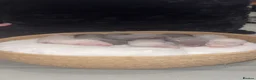 Ferret rodents for sale: ferret kits 🐾 - Advert 1