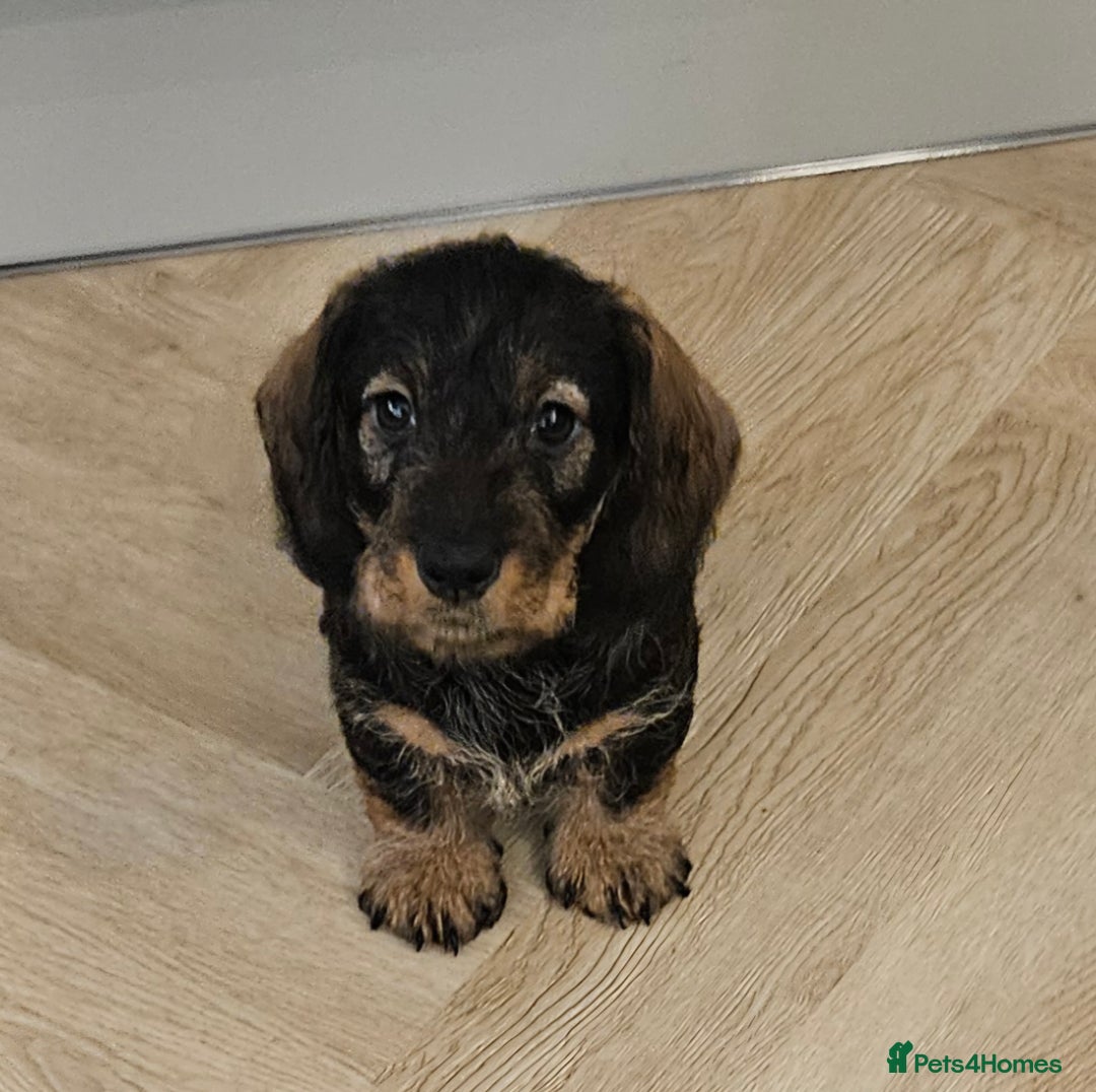 Miniature Dachshund dogs for sale: Handsome miniture wirehaired dachshund boy - Advert 2