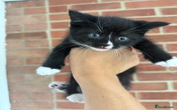 Mixed Breed cats for sale: Beautiful kittens for sale - Image 12