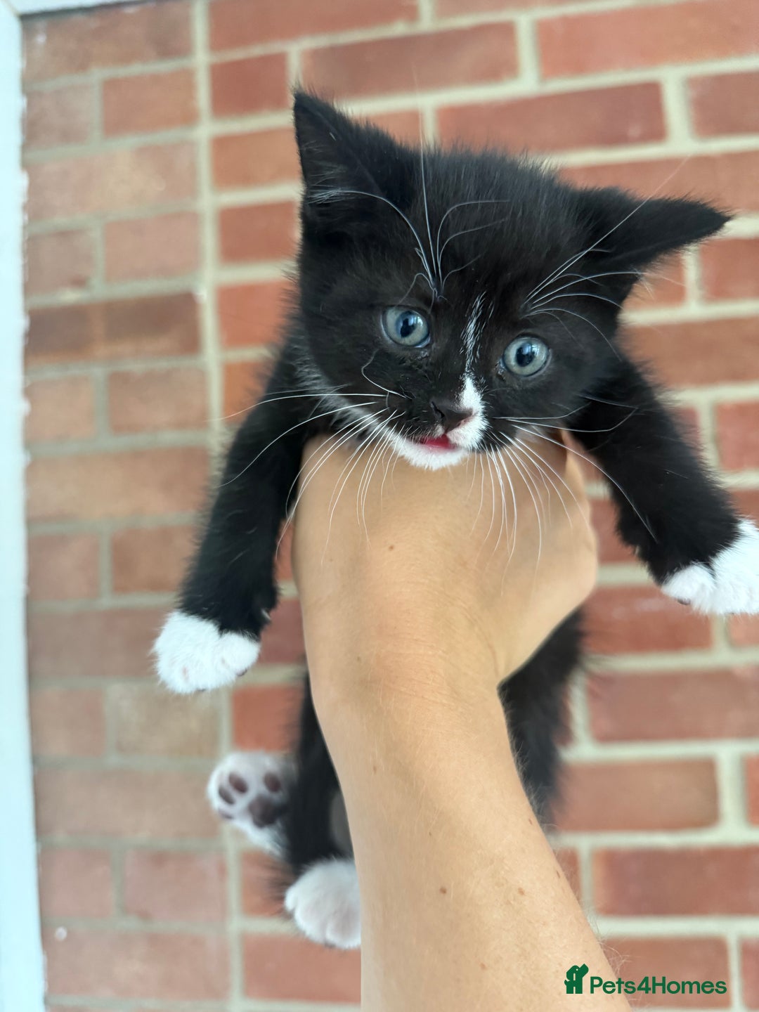 Mixed Breed cats for sale: Beautiful kittens for sale - Image 12