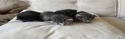 Bengal cats for sale: Stunning litter of kittens  - Advert 2