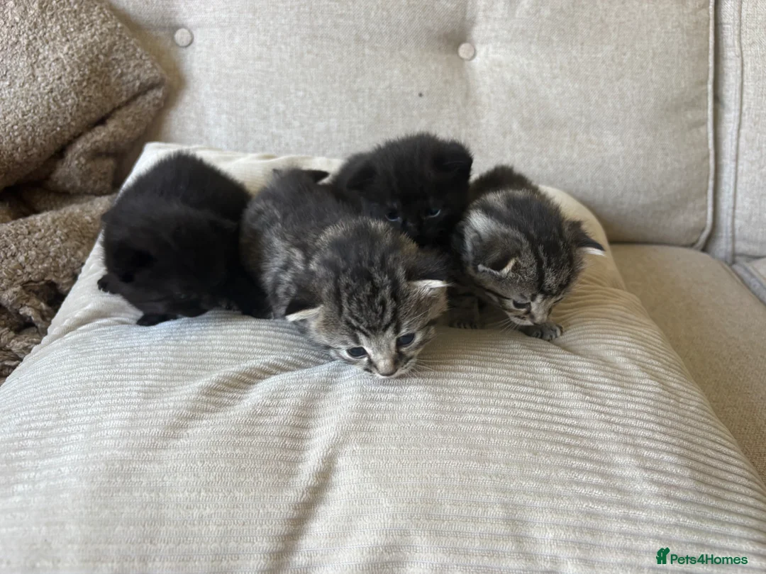 Bengal cats for sale: Stunning litter of kittens  - Advert 2