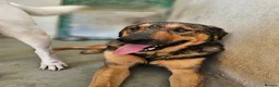 Mixed Breed dogs for adoption: Russet - Advert 4