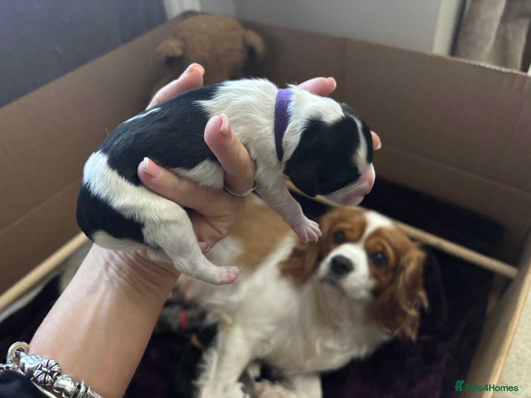 Cavapoo dogs for sale: 2 cavapoos left from a stunning litter - Image 8