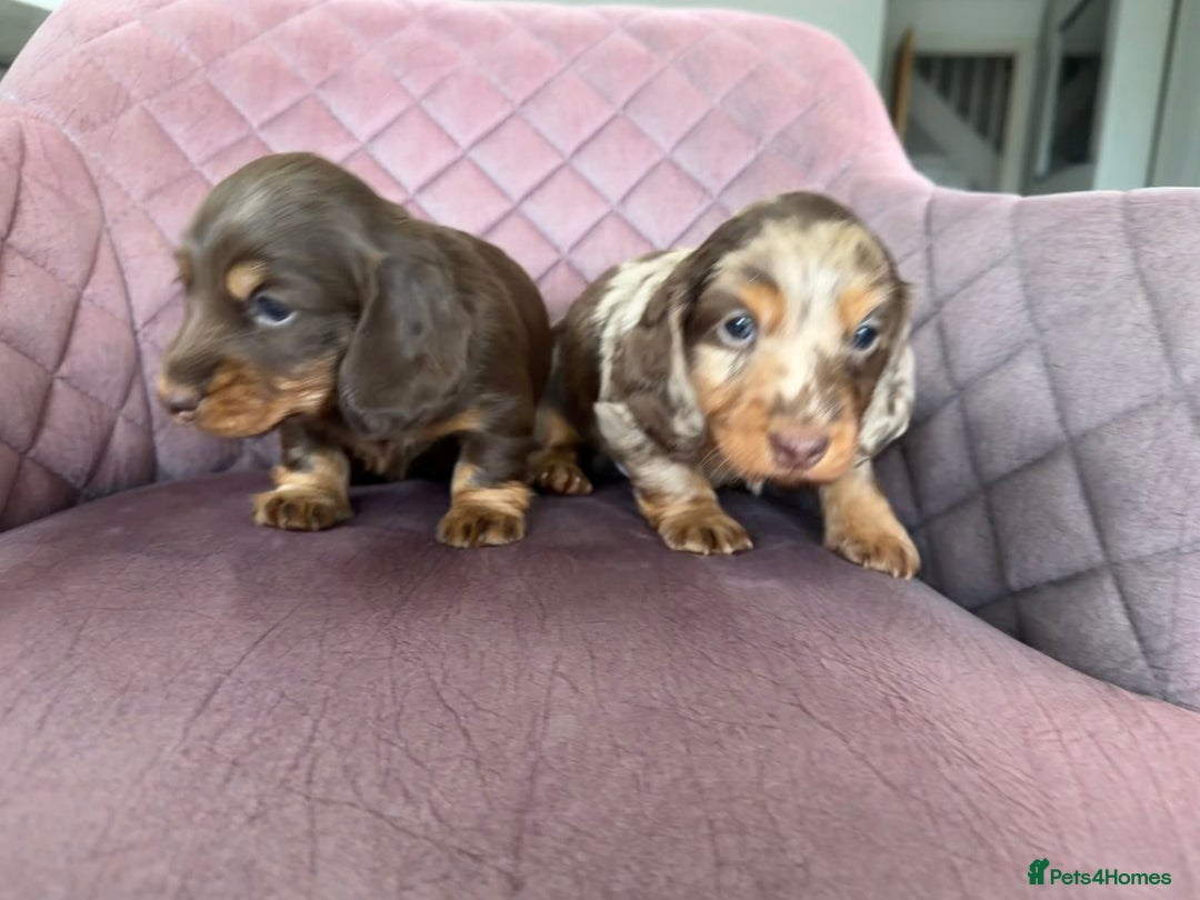 Miniature Dachshund dogs for sale: Long haired miniature dachshund pups - Advert 5