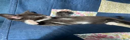 Mixed Breed cats for sale: 2 adorable kittens for sale  - Advert 11