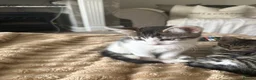 Domestic Shorthair cats for sale: Tabby/white kitten 9 weeks £100 - Advert 2