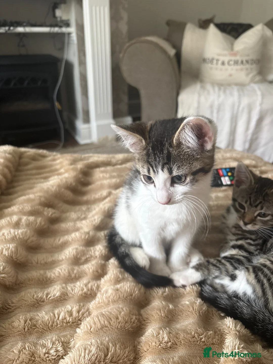 Domestic Shorthair cats for sale: Tabby/white kitten 9 weeks £100 - Advert 2