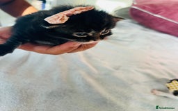 LaPerm cats for sale: Long Coat Laperm kittens - Image 21