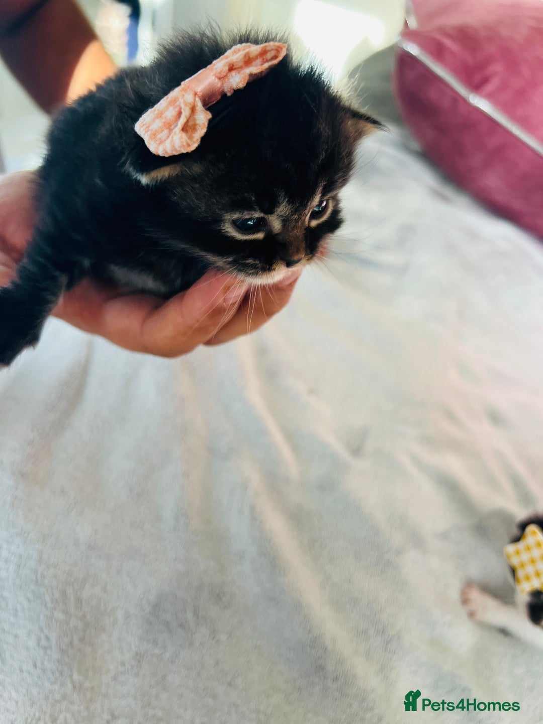 LaPerm cats for sale: Long Coat Laperm kittens - Image 21