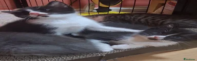 Ragdoll 2