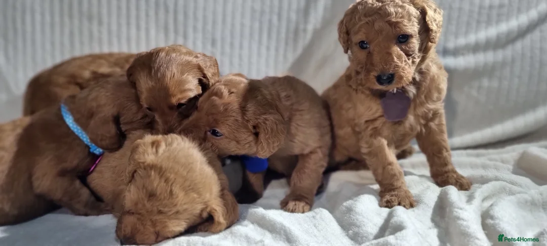 Labradoodle dogs for sale: Labradoodle Fox Red ❤️ Health Check - Advert 13