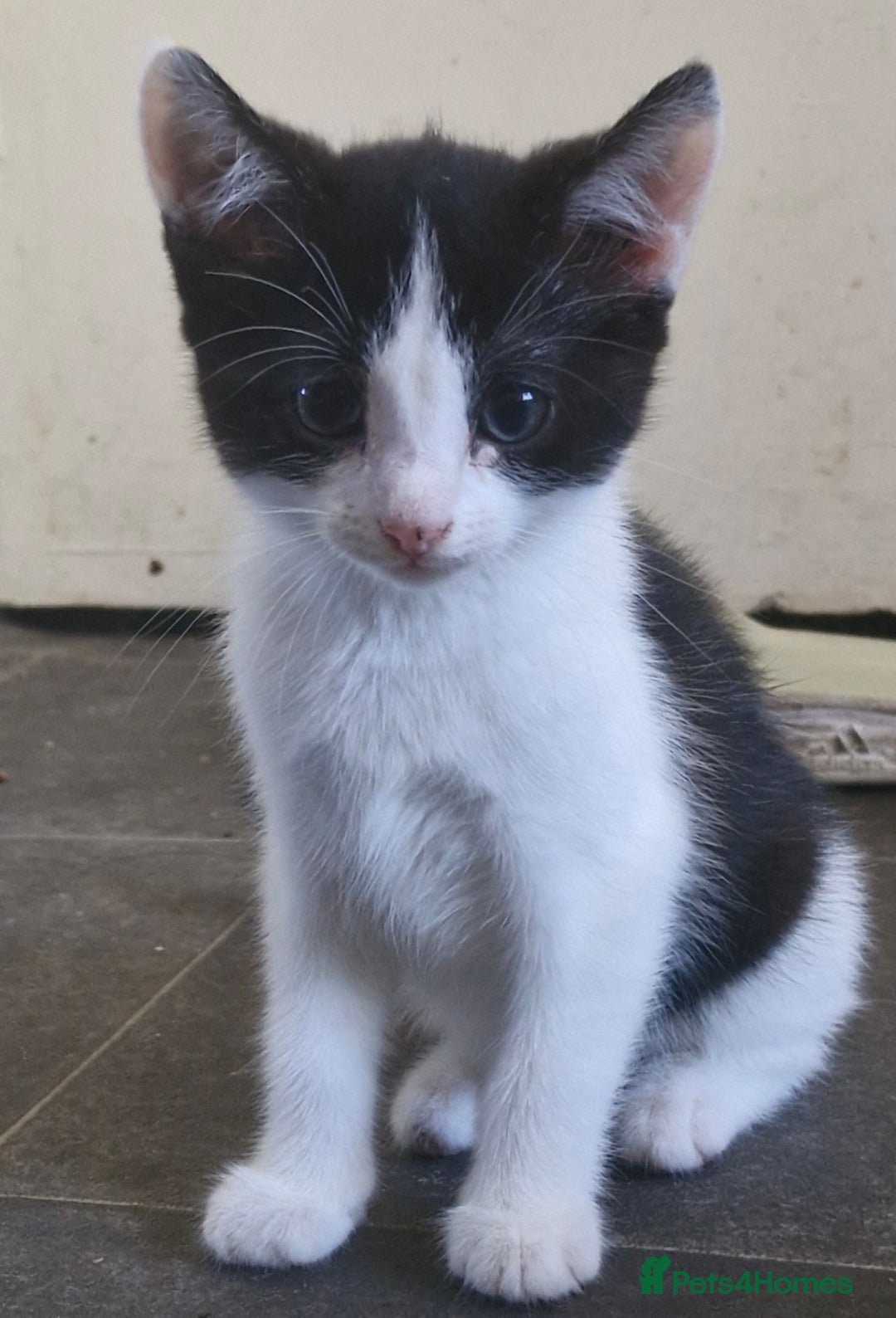 Mixed Breed cats for sale: Two very cute kittens  - Image 7