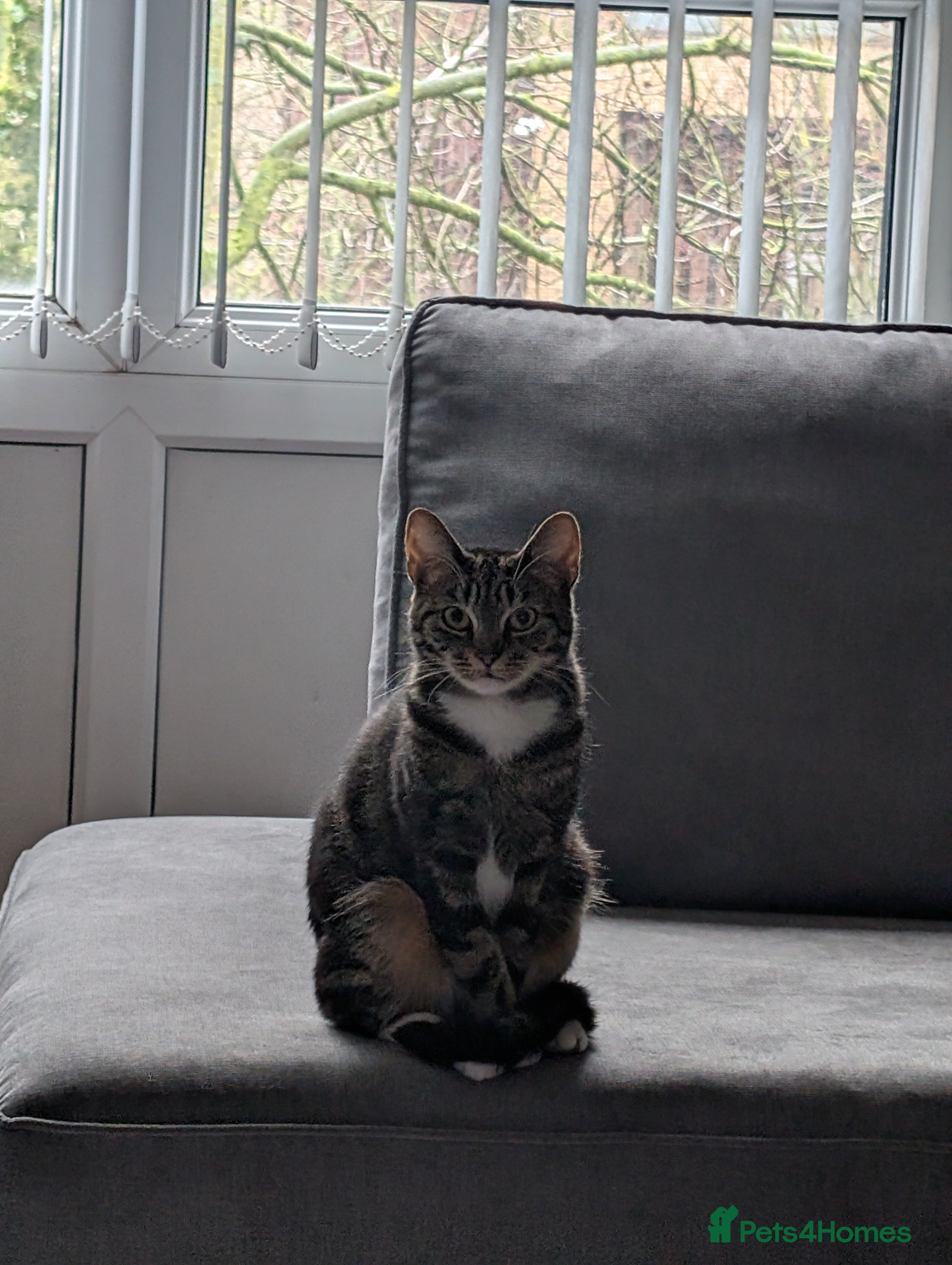 Domestic Shorthair cats Lovely Female Cat Looking for a Loving Home(FREE) - Advert 1