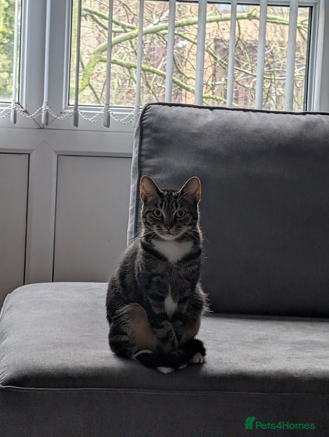 Domestic Shorthair cats for sale: Lovely Female Cat Looking for a Loving Home(FREE) - Advert 1