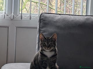 Domestic Shorthair cats Lovely Female Cat Looking for a Loving Home(FREE) - Advert 1
