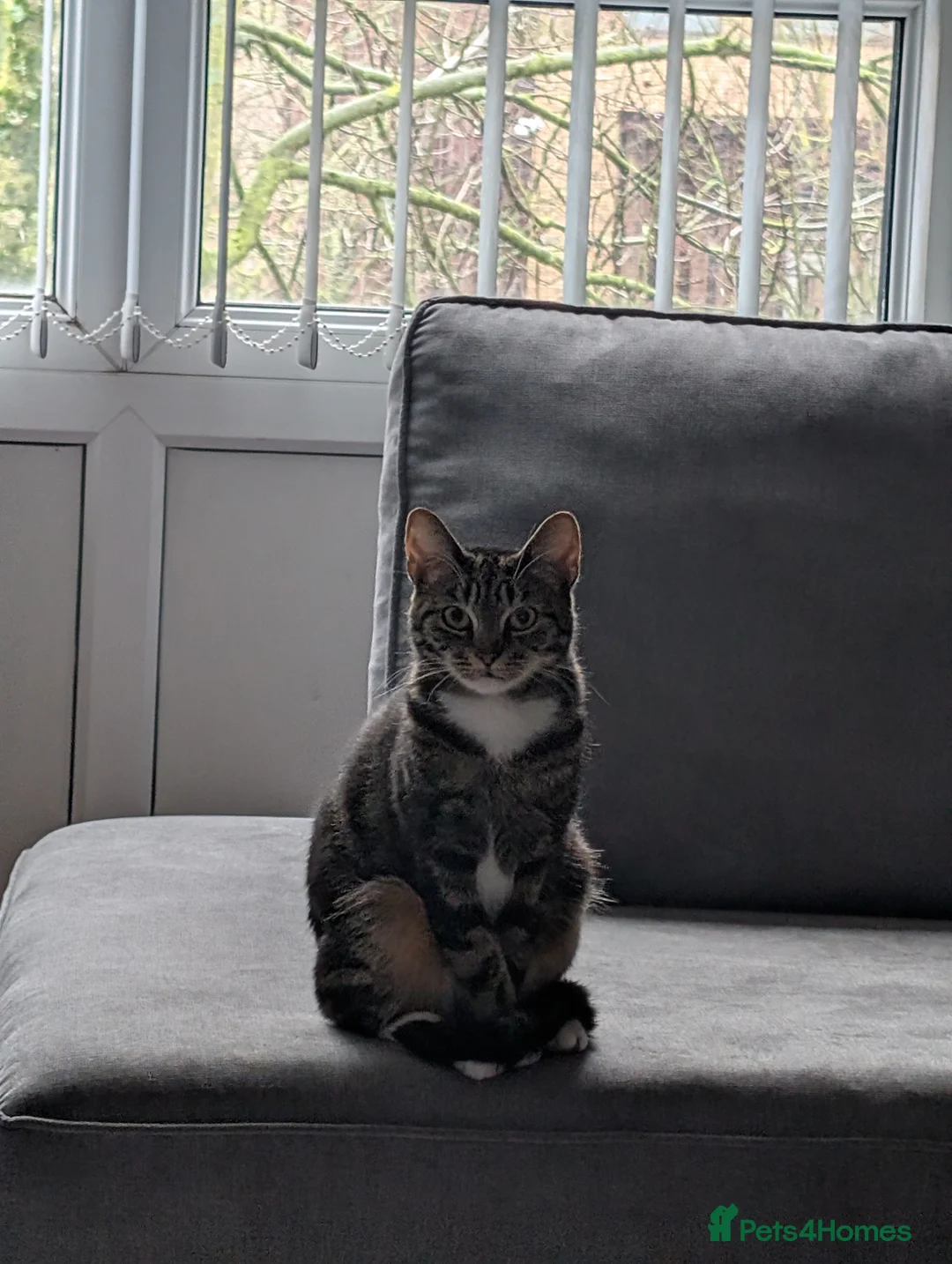 Domestic Shorthair cats for sale: Lovely Female Cat Looking for a Loving Home(FREE) - Advert 1
