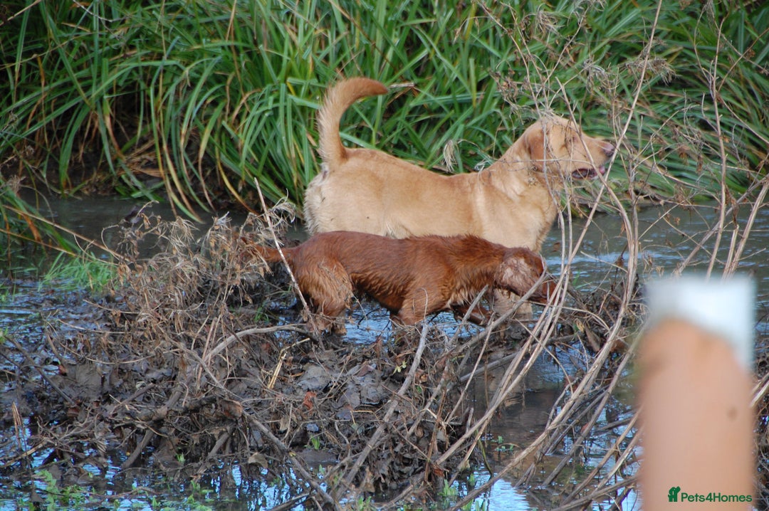 Labrador Retriever dogs for stud: ⭐️REGGIE⭐️ PROVEN KC REG WORKING LABRADOR STUD in Chelmsford - Image 14