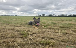 German Shepherd dogs for sale: 1year old German shepherd female  - Image 3