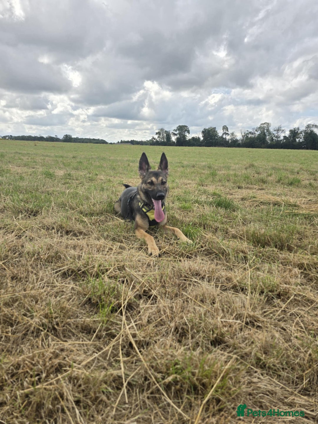 German Shepherd dogs for sale: 1year old German shepherd female  - Image 3