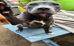 Staffordshire Bull Terrier dogs for sale: Staffordshire bull terrier puppies | blue staff - Image 5