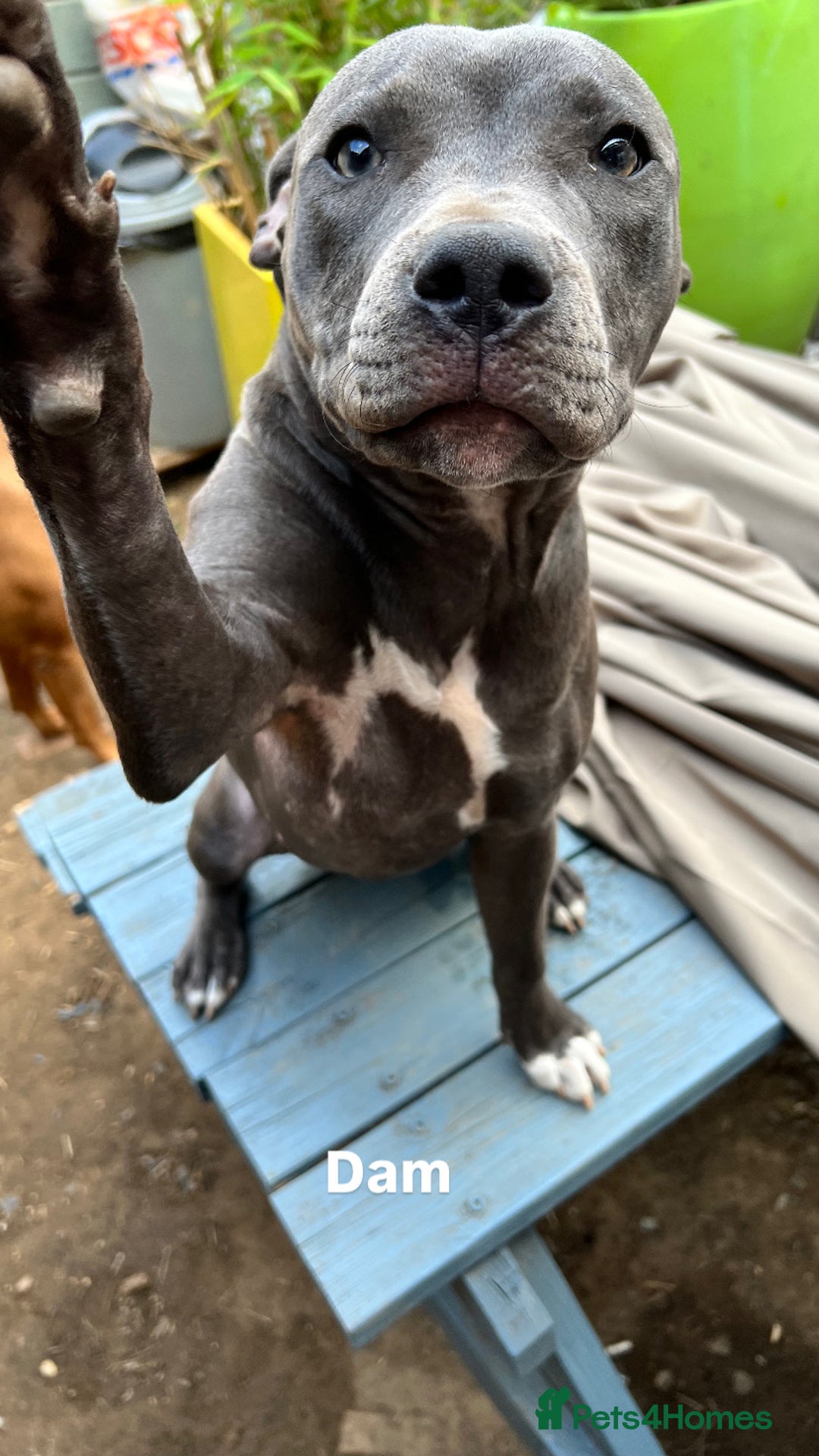 Staffordshire Bull Terrier dogs for sale: Staffordshire bull terrier puppies | blue staff - Image 5