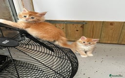 Maine Coon cats for sale: Red Maine coon female kittens, TICA reg - Image 17